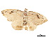  ( - BIOUG39661-F09)  @11 [ ] CreativeCommons - Attribution (2019) CBG Photography Group Centre for Biodiversity Genomics