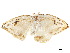  ( - BIOUG39661-F10)  @11 [ ] CreativeCommons - Attribution (2019) CBG Photography Group Centre for Biodiversity Genomics