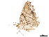  ( - BIOUG39661-F12)  @11 [ ] CreativeCommons - Attribution (2019) CBG Photography Group Centre for Biodiversity Genomics