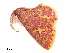  ( - BIOUG39661-G10)  @11 [ ] CreativeCommons - Attribution (2019) CBG Photography Group Centre for Biodiversity Genomics