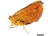  ( - BIOUG39661-H03)  @11 [ ] CreativeCommons - Attribution (2019) CBG Photography Group Centre for Biodiversity Genomics