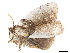  ( - BIOUG39661-H06)  @11 [ ] CreativeCommons - Attribution (2019) CBG Photography Group Centre for Biodiversity Genomics