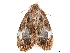  (Evonima aperta - BIOUG39661-H09)  @11 [ ] CreativeCommons - Attribution (2019) CBG Photography Group Centre for Biodiversity Genomics