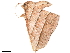  ( - BIOUG45370-A03)  @11 [ ] CreativeCommons - Attribution (2019) CBG Photography Group Centre for Biodiversity Genomics