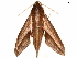  ( - BIOUG45370-A06)  @11 [ ] CreativeCommons - Attribution (2019) CBG Photography Group Centre for Biodiversity Genomics