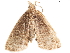  ( - BIOUG45370-A10)  @11 [ ] CreativeCommons - Attribution (2019) CBG Photography Group Centre for Biodiversity Genomics