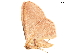  ( - BIOUG45370-C04)  @11 [ ] CreativeCommons - Attribution (2019) CBG Photography Group Centre for Biodiversity Genomics