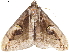  ( - BIOUG45370-E04)  @11 [ ] CreativeCommons - Attribution (2019) CBG Photography Group Centre for Biodiversity Genomics
