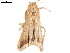  (Simplicia griseolimbalis - BIOUG45370-F03)  @11 [ ] CreativeCommons - Attribution (2019) CBG Photography Group Centre for Biodiversity Genomics