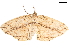  ( - BIOUG45370-F06)  @11 [ ] CreativeCommons - Attribution (2019) CBG Photography Group Centre for Biodiversity Genomics