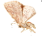  (Eois memorata - BIOUG45370-F10)  @11 [ ] CreativeCommons - Attribution (2019) CBG Photography Group Centre for Biodiversity Genomics