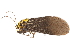  ( - BIOUG45370-G01)  @11 [ ] CreativeCommons - Attribution (2019) CBG Photography Group Centre for Biodiversity Genomics