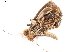  ( - BIOUG45370-G08)  @11 [ ] CreativeCommons - Attribution (2019) CBG Photography Group Centre for Biodiversity Genomics