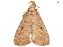  ( - BIOUG45370-H02)  @11 [ ] CreativeCommons - Attribution (2019) CBG Photography Group Centre for Biodiversity Genomics
