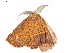  ( - BIOUG45370-H06)  @11 [ ] CreativeCommons - Attribution (2019) CBG Photography Group Centre for Biodiversity Genomics