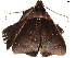  ( - BIOUG45370-H07)  @11 [ ] CreativeCommons - Attribution (2019) CBG Photography Group Centre for Biodiversity Genomics
