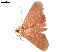  ( - BIOUG45370-H10)  @11 [ ] CreativeCommons - Attribution (2019) CBG Photography Group Centre for Biodiversity Genomics