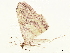  (Probithia exclusa - BIOUG47759-A05)  @11 [ ] CreativeCommons - Attribution (2022) CBG Photography Group Centre for Biodiversity Genomics