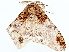  ( - BIOUG47759-B11)  @11 [ ] CreativeCommons - Attribution (2022) CBG Photography Group Centre for Biodiversity Genomics