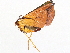  ( - BIOUG47759-D12)  @11 [ ] CreativeCommons - Attribution (2022) CBG Photography Group Centre for Biodiversity Genomics
