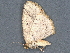  ( - BIOUG89968-F02)  @11 [ ] CreativeCommons - Attribution (2022) CBG Photography Group Centre for Biodiversity Genomics