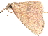  (Perixera argyrommoides - BIOUG89969-G12)  @11 [ ] CreativeCommons - Attribution (2022) CBG Photography Group Centre for Biodiversity Genomics