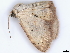  (Scopula planidisca - BIOUG89970-D08)  @11 [ ] CreativeCommons - Attribution (2022) CBG Photography Group Centre for Biodiversity Genomics