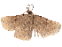  (Eubryopterella cinerea - BIOUG89970-E07)  @11 [ ] CreativeCommons - Attribution (2022) CBG Photography Group Centre for Biodiversity Genomics