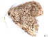  (Euphalacra - BIOUG89971-B04)  @11 [ ] CreativeCommons - Attribution (2022) CBG Photography Group Centre for Biodiversity Genomics