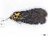  ( - BIOUG89971-E04)  @11 [ ] CreativeCommons - Attribution (2022) CBG Photography Group Centre for Biodiversity Genomics