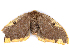  (Nygmia solitaria - BIOUG89971-E12)  @11 [ ] CreativeCommons - Attribution (2022) CBG Photography Group Centre for Biodiversity Genomics