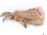  ( - BIOUG89971-F07)  @11 [ ] CreativeCommons - Attribution (2022) CBG Photography Group Centre for Biodiversity Genomics