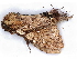  ( - BIOUG89971-F10)  @11 [ ] CreativeCommons - Attribution (2022) CBG Photography Group Centre for Biodiversity Genomics