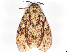  ( - BIOUG89971-G11)  @11 [ ] CreativeCommons - Attribution (2022) CBG Photography Group Centre for Biodiversity Genomics