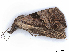  ( - BIOUG89971-H05)  @11 [ ] CreativeCommons - Attribution (2022) CBG Photography Group Centre for Biodiversity Genomics