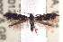  ( - BIOUG10886-H05)  @14 [ ] CreativeCommons - Attribution (2014) CBG Photography Group Centre for Biodiversity Genomics