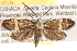  ( - CCDB-22971-A05)  @13 [ ] CreativeCommons - Attribution (2014) CBG Photography Group Centre for Biodiversity Genomics