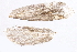  ( - CCDB-22971-A10)  @11 [ ] CreativeCommons - Attribution (2014) CBG Photography Group Centre for Biodiversity Genomics