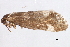  ( - CCDB-22971-A11)  @13 [ ] CreativeCommons - Attribution (2014) CBG Photography Group Centre for Biodiversity Genomics