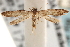  ( - CCDB-22971-B08)  @11 [ ] CreativeCommons - Attribution (2014) CBG Photography Group Centre for Biodiversity Genomics
