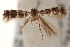  (Marmara sp. A - CCDB-22971-E03)  @11 [ ] CreativeCommons - Attribution (2014) CBG Photography Group Centre for Biodiversity Genomics