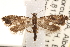  ( - CCDB-22971-F02)  @13 [ ] CreativeCommons - Attribution (2014) CBG Photography Group Centre for Biodiversity Genomics