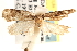  ( - CCDB-22971-G09)  @12 [ ] CreativeCommons - Attribution (2014) CBG Photography Group Centre for Biodiversity Genomics