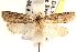  ( - CCDB-22971-G10)  @12 [ ] CreativeCommons - Attribution (2014) CBG Photography Group Centre for Biodiversity Genomics