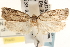  ( - CCDB-22971-G12)  @11 [ ] CreativeCommons - Attribution (2014) CBG Photography Group Centre for Biodiversity Genomics