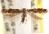  (Aristotelia sp - CCDB-22972-B06)  @14 [ ] CreativeCommons - Attribution (2014) CBG Photography Group Centre for Biodiversity Genomics