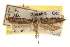  ( - CCDB-22972-D07)  @13 [ ] CreativeCommons - Attribution (2014) CBG Photography Group Centre for Biodiversity Genomics