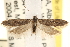  ( - CCDB-22972-H09)  @14 [ ] CreativeCommons - Attribution (2014) CBG Photography Group Centre for Biodiversity Genomics