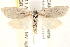  (Eana sp - CCDB-22973-C01)  @14 [ ] CreativeCommons - Attribution (2014) CBG Photography Group Centre for Biodiversity Genomics