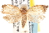  ( - CCDB-22973-C07)  @11 [ ] CreativeCommons - Attribution (2014) CBG Photography Group Centre for Biodiversity Genomics